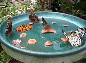 Attract Butterflies - Make a Feeder