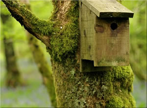Attract Birds - Make A Nest Box